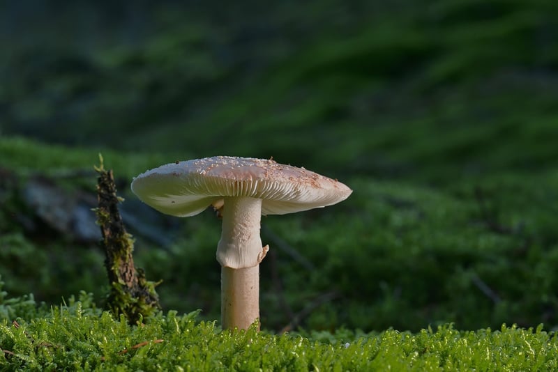 Nature Walks
